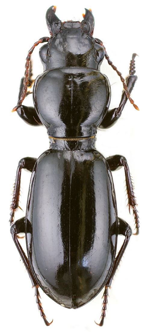 Broscus Broscus uhagoni Bolivar y Pieltain 1912 374 Carabidae