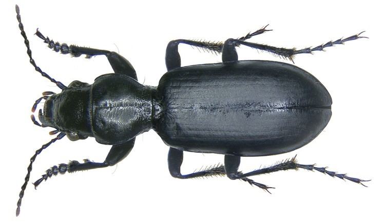 Broscus cephalotes FileBroscus cephalotes Linn 1758 2884923593jpg Wikimedia