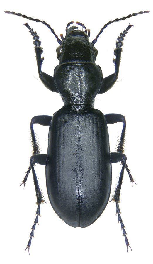 Broscus cephalotes Broscus cephalotes Linnaeus 1758 Carabidae