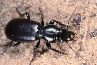 Broscus cephalotes Broscus cephalotes Linnaeus 1758 Discover Life