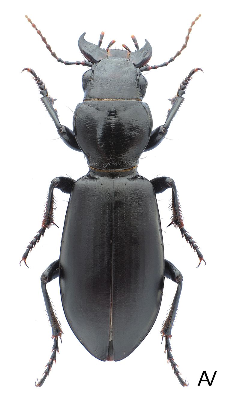 Broscus cephalotes Broscus cephalotes Linnaeus 1758 Carabidae