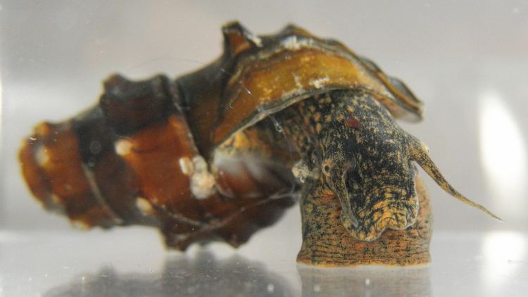 Brotia Brotia pagodula gastropods