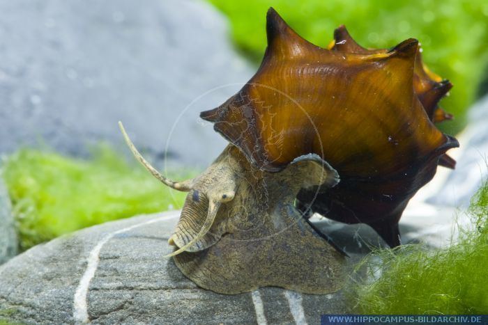 Brotia pagodula Brotia pagodula alias Snail Hippocampus Bildarchiv