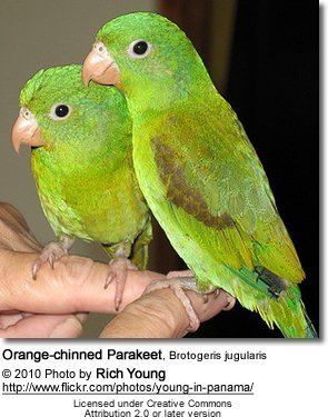 Brotogeris The Brotogeris Parakeets as Pets