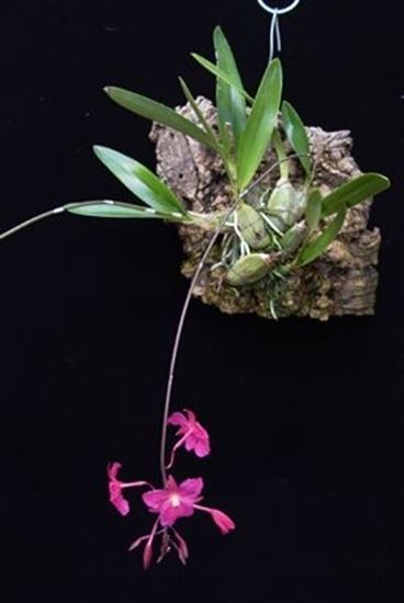Broughtonia Broughtonia sanguinea presented by Orchids Limited