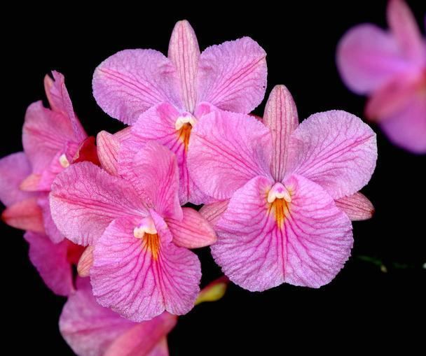 Broughtonia Hamlyn Orchids Broughtonia Species