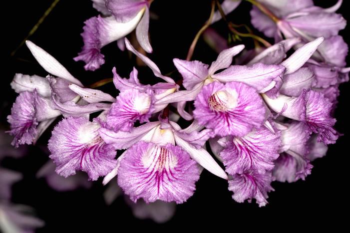 Broughtonia Hamlyn Orchids Broughtonia Species