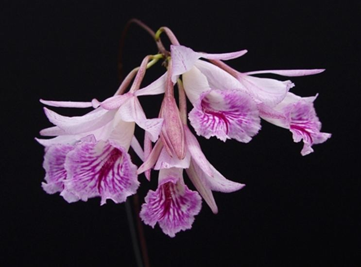 Broughtonia Broughtonia negrilensis presented by Orchids Limited