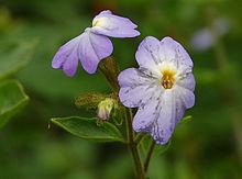 Browallia americana httpsuploadwikimediaorgwikipediacommonsthu