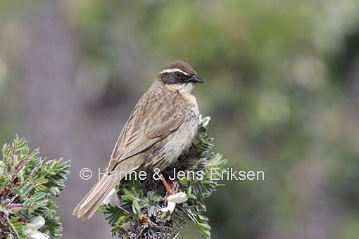 Brown accentor Brown Accentor