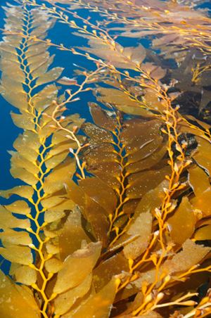 Brown algae Seaweedie Information on marine algae