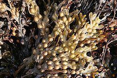 Brown algae Brown algae Wikipedia