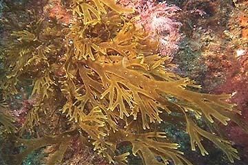 Brown algae STEM Products Stock Video Brown Algae 2