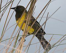 Brown-and-yellow marshbird httpsuploadwikimediaorgwikipediacommonsthu