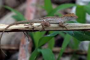 Brown anole Brown anole Wikipedia