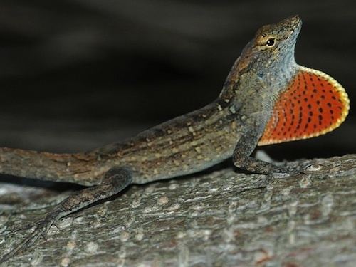Brown anole Green Anole vs Brown Anole