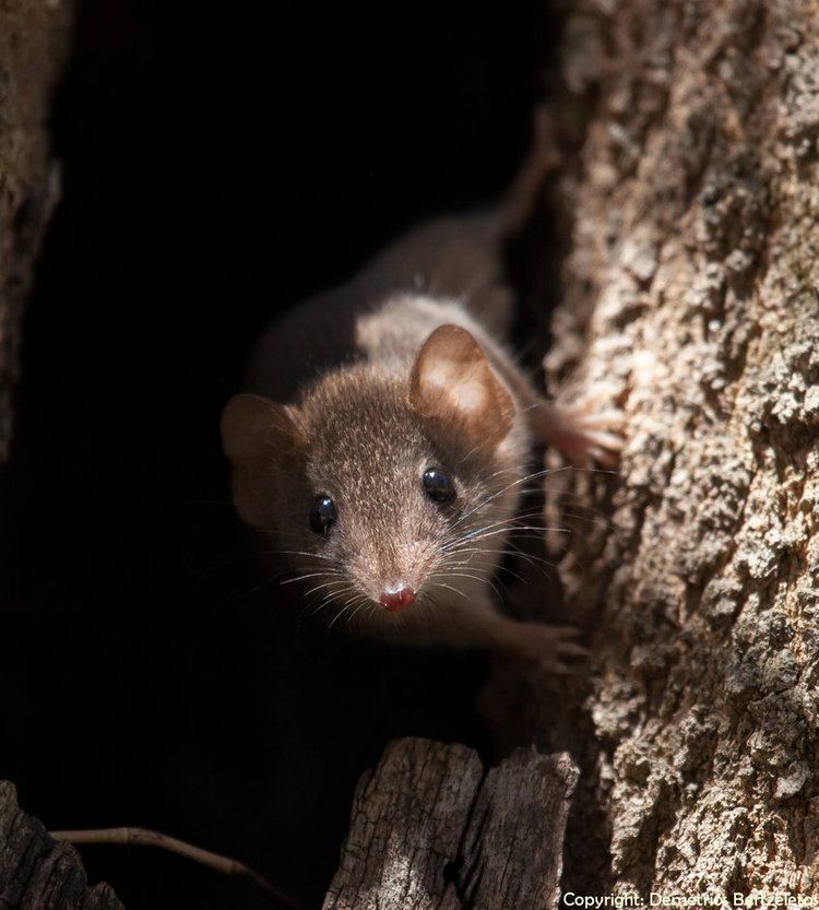 Brown antechinus Brown Antechinus by SirTimid on DeviantArt