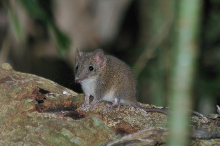 Brown antechinus Antechinus Antechinus