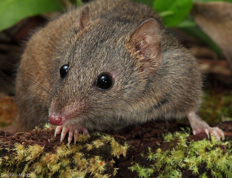 Brown antechinus Brown Antechinus Antechinus stuartii This male Brown Ant Flickr