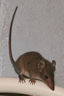 Brown antechinus httpsuploadwikimediaorgwikipediacommonsthu