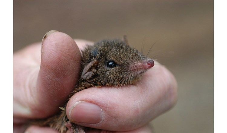 Brown antechinus brown antechinus Australian Geographic