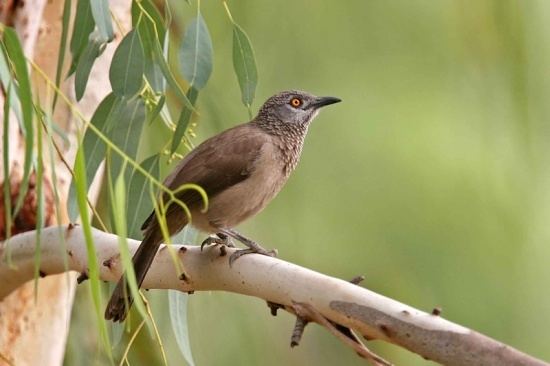 Brown babbler wwwbirdforumnetopusimagesthumb556BrownBab