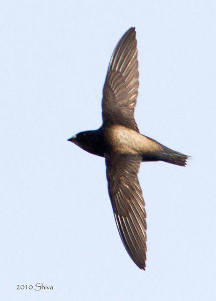 Brown-backed needletail Oriental Bird Club Image Database Brownbacked Needletail