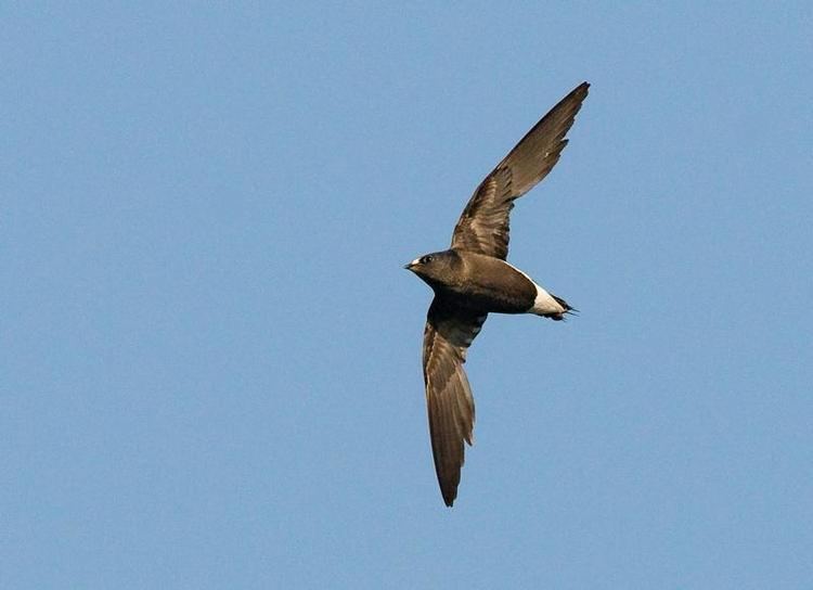 Brown-backed needletail Brownbacked Needletail Hirundapus giganteus videos photos and