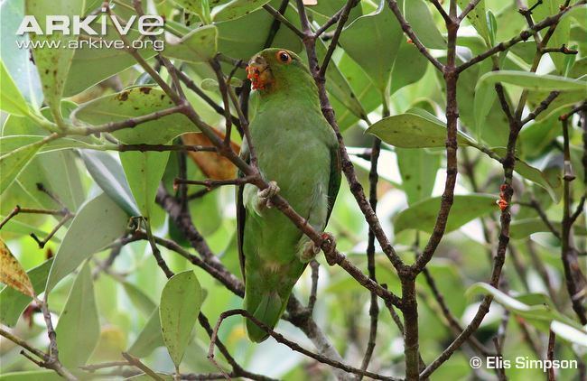 Brown-backed parrotlet Brownbacked parrotlet videos photos and facts Touit melanonotus
