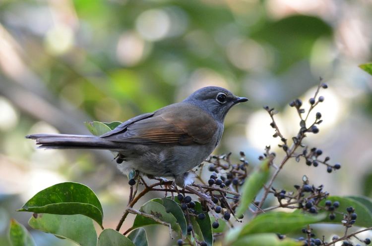 Brown-backed solitaire FileClarn Jilguero Brown Backed Solitaire Myadestes occidentalis