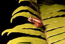 Brown banana frog httpsuploadwikimediaorgwikipediacommonsthu