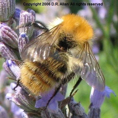 Brown-banded carder bee Debs Web Bombus humilis cf Brownbanded Carder Bee Photographs Gosport