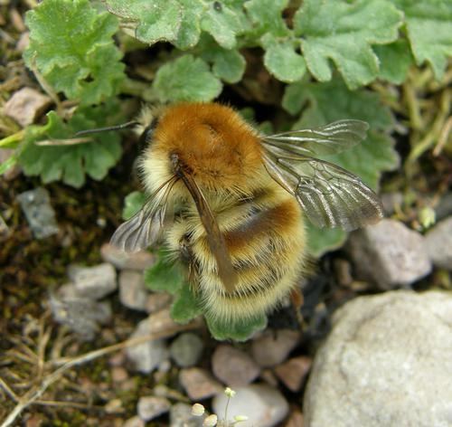 Brown-banded carder bee Bombus humilis the Brownbanded Carder Bee in Worcestershire