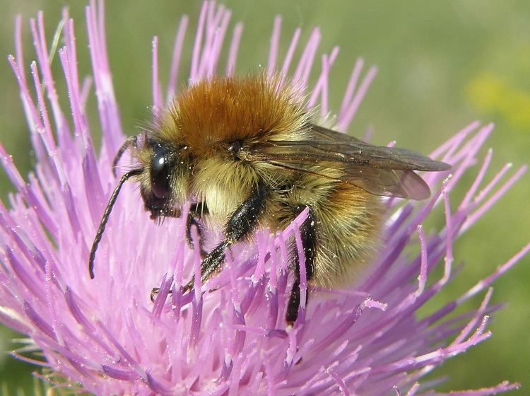 Brown-banded carder bee Bombus humilis Brownbanded Carderbee Flickr