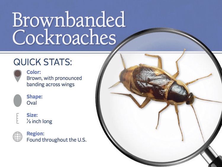 Brown-banded cockroach BrownBanded Cockroaches Extermination amp Control Info