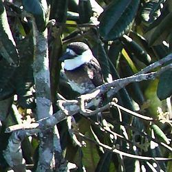 Brown-banded puffbird httpsuploadwikimediaorgwikipediacommonsthu