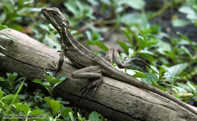 Brown Basilisk - Alchetron, The Free Social Encyclopedia