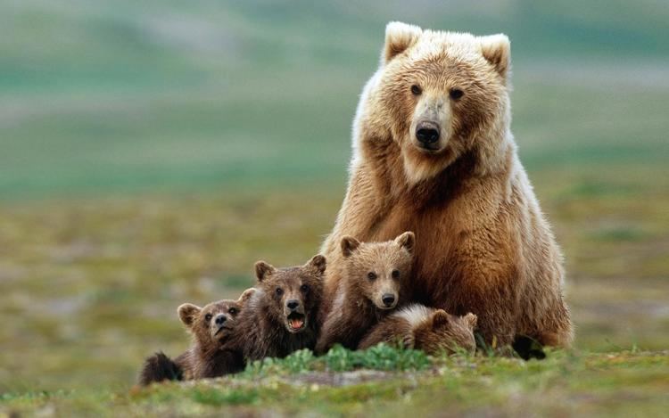 Brown bear Brown Bear Facts History Useful Information and Amazing Pictures