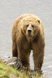 Brown bear Brown bear Wikipedia
