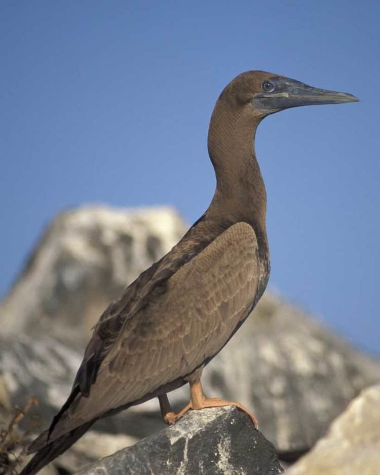 Brown booby Brown Booby Audubon Field Guide