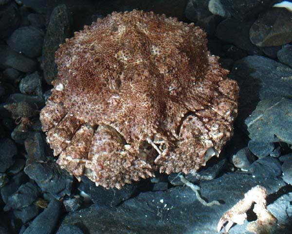 Brown box crab AFSCRACE Brown Box Crab Lopholithodes formaminatus