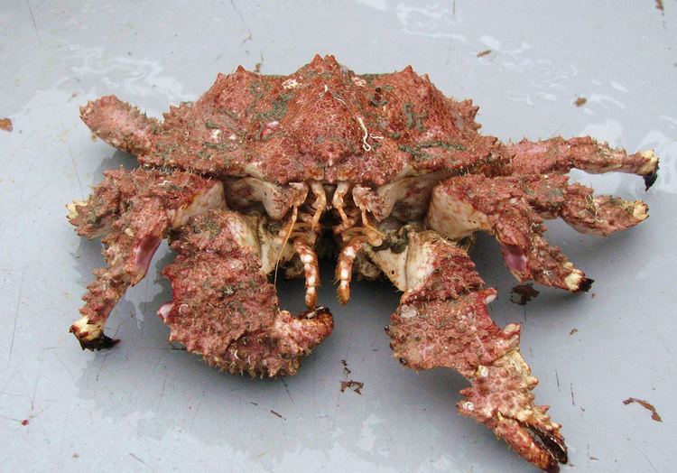 Brown box crab Brown Box Crab Lopholithodes forminatus Gulf of Alaska Flickr