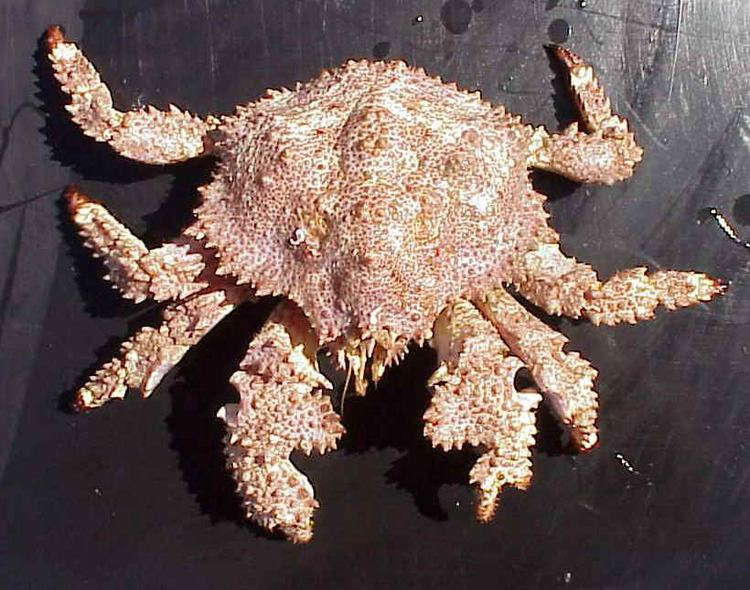 Brown box crab httpsuploadwikimediaorgwikipediacommons55