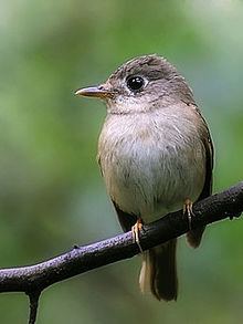 Brown-breasted flycatcher httpsuploadwikimediaorgwikipediacommonsthu