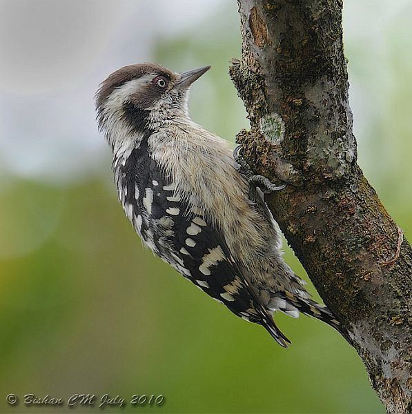 Brown-capped pygmy woodpecker orientalbirdimagesorgimagesdatabcpwcopy1jpg