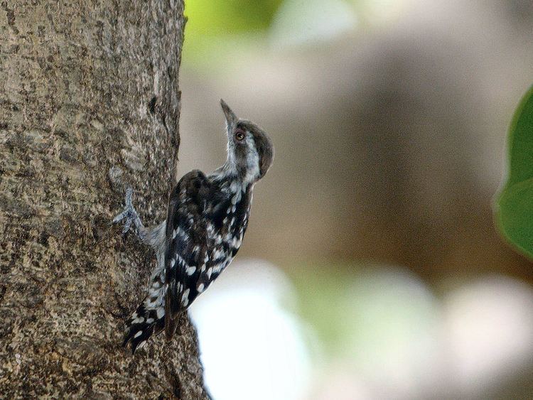 Brown-capped pygmy woodpecker Browncapped Pygmy Woodpecker Adult male Nagpur Birds