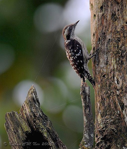 Brown-capped pygmy woodpecker Oriental Bird Club Image Database Browncapped Pygmy Woodpecker