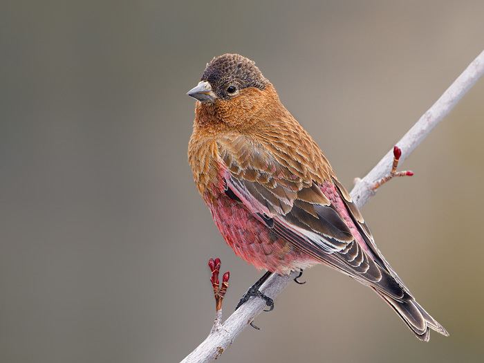 Brown-capped rosy finch 8849BrowncappedRosyFinch032920086jpg