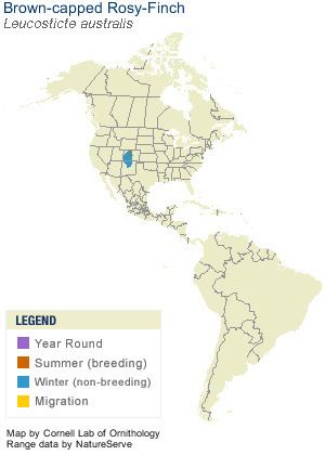 Brown-capped rosy finch Browncapped RosyFinch Identification All About Birds Cornell