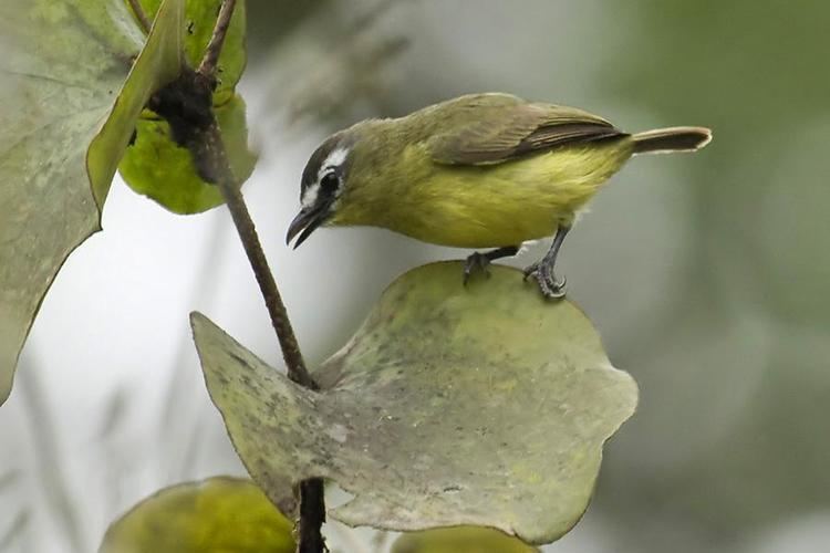 Brown-capped tyrannulet wwwhbwcomsitesdefaultfilesstylesibc1kpubl
